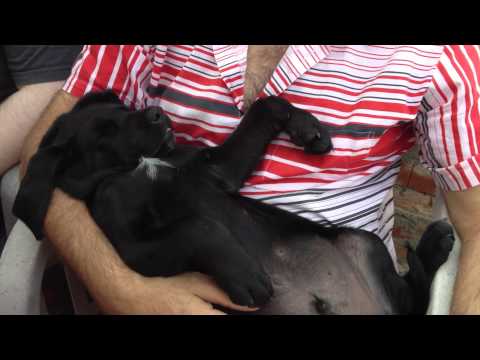 Willi, als er zu uns kam, 1. Wochenende Krinitz am 17.8.2012