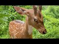 Funniest Animals Video 2025 You Ll Be Laughing Nonstop For 30 Minutes