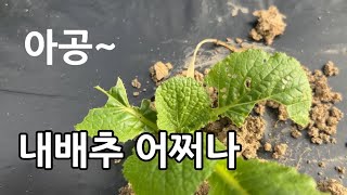 올해는 배추벌레가 극성입니다. 배추벌레 초전박살 내야겠습니다