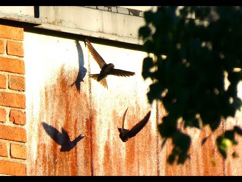 Tornseglare - common swift