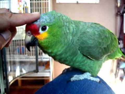 red lored amazon parrot listing to the radio