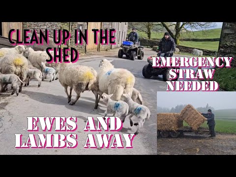 Loaded 550kg straw bales with no loader, ewes and lambs away and BIG change in the Shed