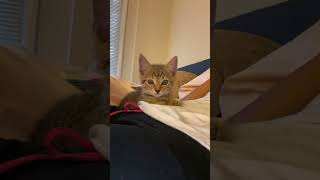 Tabby Cats Videos