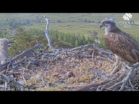 A good look at how much the Loch Arkaig Osprey chick has grown in 52 hours since hatching 2 Jun 2023
