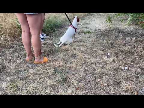 Nikoleta sucht ein Zuhause