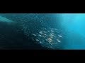 Sardines run of Maolboal