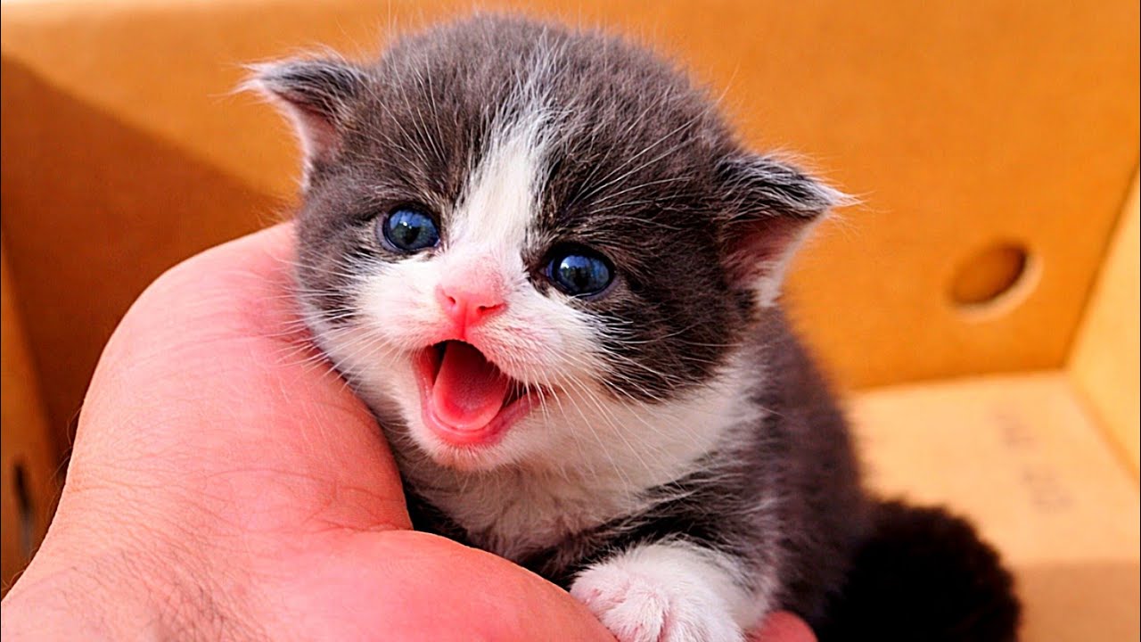 Crying for Mommy? ❤️ Adorable Baby Kitten Won't Stop Meowing For Milk