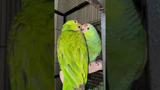 Red-lored Amazon Birds Videos