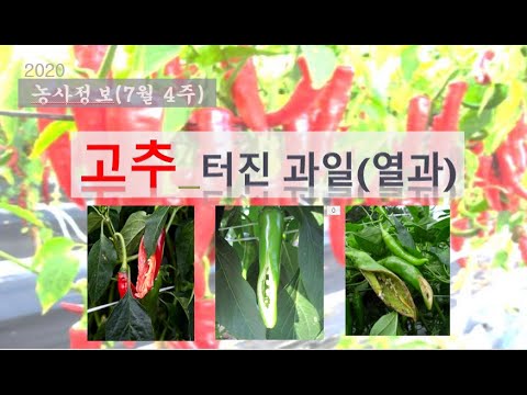 , title : '[농사정보] (7월4주)  고추_터진 과일(열과)'