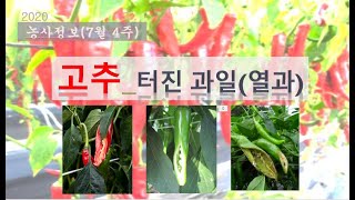 [농사정보] (7월4주)  고추_터진 과일(열과)