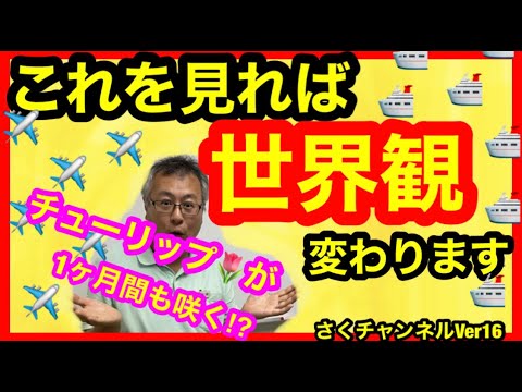 チューリップの塊