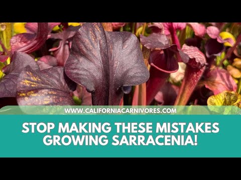 Stop Making These Mistakes Growing Sarracenia
