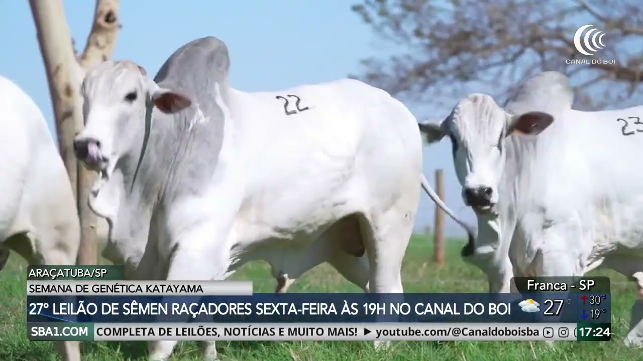 Semana de Genética Katayama reúne qualidade e excelência da pecuária Nelore no Canal do Boi