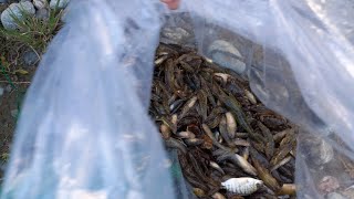 GOBBY / BUNOG Caught from BOKATOT/FYKE NET