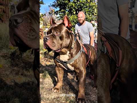 big pitbull dog transformation