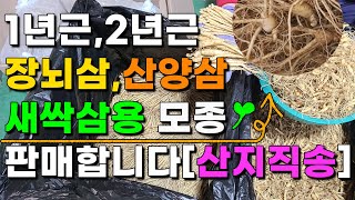 1,2년근 장뇌삼모종 산양삼모종 새싹삼 씨앗 모종 판매합니다[산지직송]