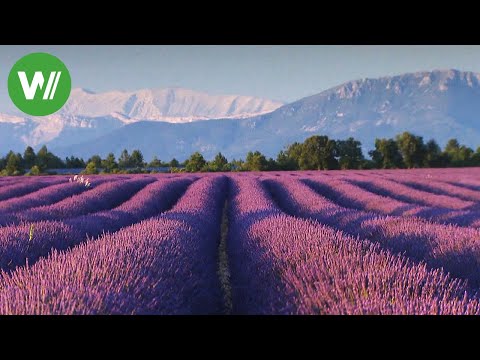 Duftender Lavendel und Olivenbäume - mediterrane Gärten der Provence | Landträume (Folge 12/37)