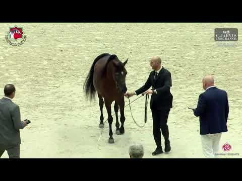 N 238 A  L  R  ASEEL   Sharjah International Arabian Horse Festival 2023   Stallions 4 to 6 Yrs  Old