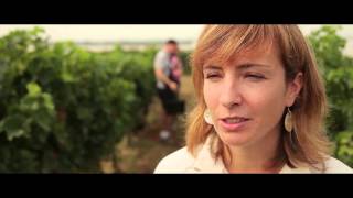 preview picture of video 'Les vendanges du Clos de l'Echauguette'