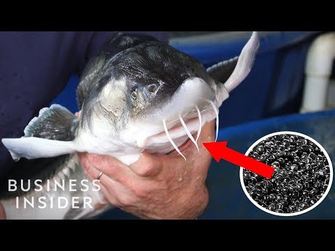 Bên trong trang trại nuôi và sản xuất trứng cá Caviar duy nhất ở Mỹ