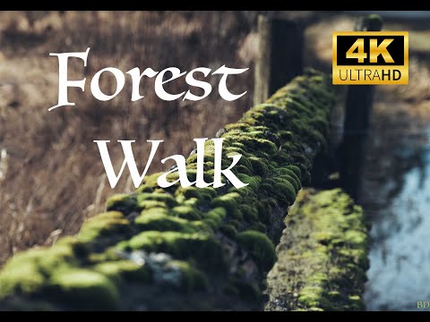 4K Virtual Hike through Canadian Forest (with Nature Sounds) #virtualhike #canada