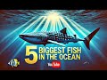 5 Biggest Fish In The Ocean You Won T Believe Their Size