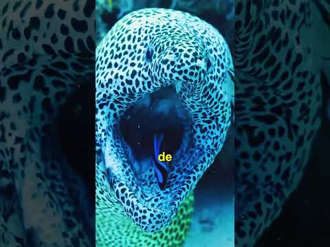 COMPARTESELO A LOS BOCASUCIAS!!!