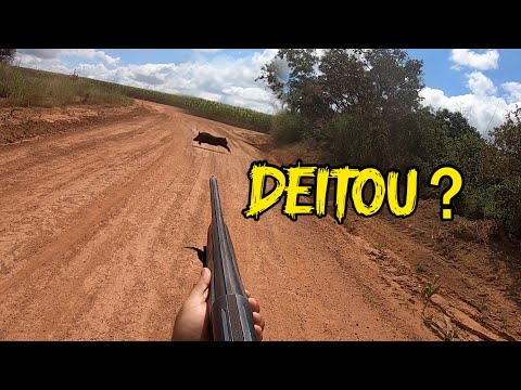 Segundo dia de controle ao javali em Paracatu Minas Gerais