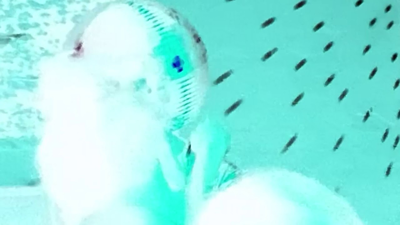Charli XCX - c2.0