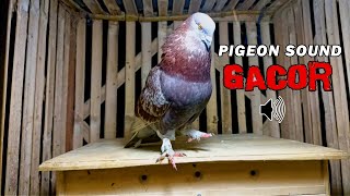 Download lagu SUARA BURUNG MERPATI GACOR ❗❗❗ | PIGEON SOUND mp3 Download lagu SUARA BURUNG MERPATI GACOR ❗❗❗ | PIGEON SOUND mp3