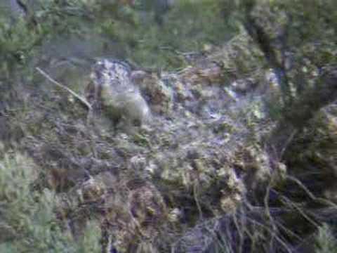 Nido de Imperial 19-5-2008