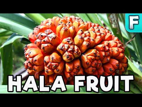 Hala Fruit | Fruits You've Never Heard Of