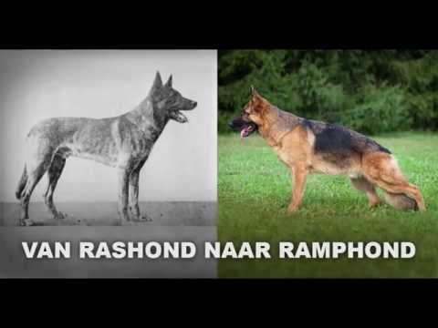 RashondenWijzer | Hoe rashonden onherkenbaar veranderden