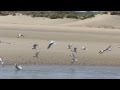 Feeding Frenzy