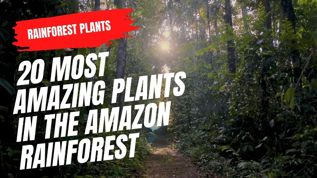 What are the most common plants in the Amazon rainforest? More REF