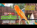92 Points ️ Best TRAINING SONG For CANARY Your Canary SINGING Like CHAMPIONS