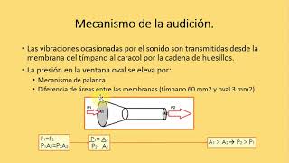 Fonoaudiología (Parte 2) - Profundizaciones