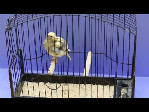 The Canary Room - Episode 13 Promo