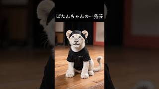 実写版獅白ぼたん その二 #獅白ぼたん   #shishirobotan    #aianimation