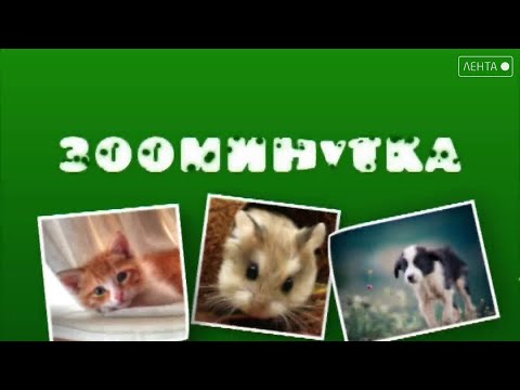 Зооминутка. Что нас ждёт в наступающем году Красной Огненной Лошади