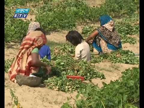 কক্সবাজারে বাদামের বাম্পার ফলন
