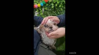 Video preview image #1 Shih Tzu Puppy For Sale in Seattle, WA, USA