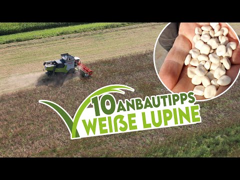 🌱10 wichtige Anbautipps zur Weißen Lupine‼️