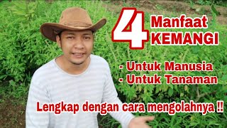 Download lagu 4 Amazing Benefits of Basil for Plants & Humans mp3
