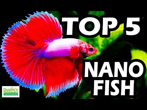TOP 5 NANO FISH  Small Fish Tank Series NANO Aquarium FISH
