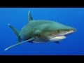 Requins, les nettoyeurs du lagon - Documentaire animalier