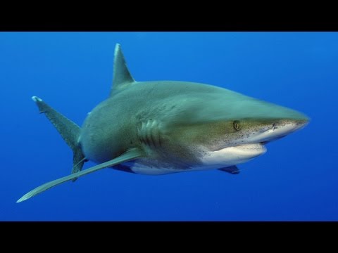 Sharks, the cleaners of the lagoon - Animal documentary