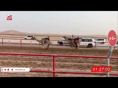 ش 13 (شواهين) لـ سعيد عبدالله بن همول الدرعي 2:13:89 ، شارة الصندوق 2026/07/18 فطامين الرقيعات