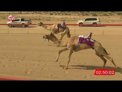 ش 4 (لطام) لـ عيسى خميس محمد بن رويه الخييلي 7:42 , شارة الديوان 2026/3/03 ايذاع الخزنة