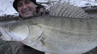 BIG zander jumps out of water after the hookset!